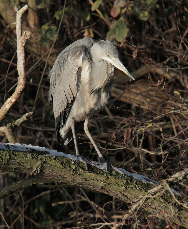 Gray Heron, 12/9/09, Clissold Park, London, UK