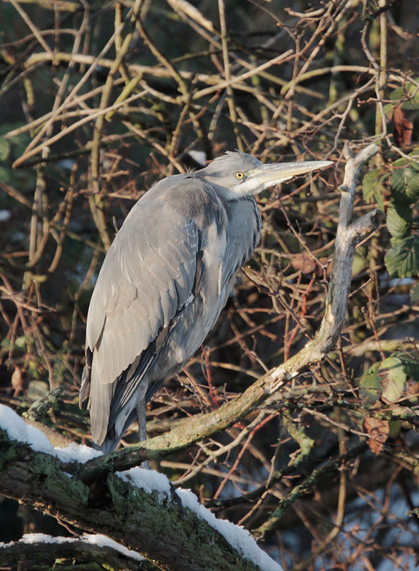 Gray Heron, 12/22/09, Clissold Park, London, UK