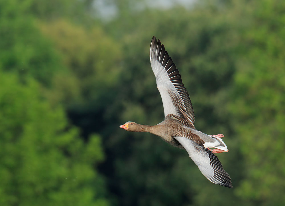 Greylag Goose, flying, 5/6/11, Regent's Park, London