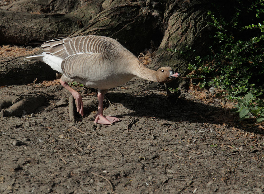 Greylag Goose, 5/9/11, Regent's Park, London