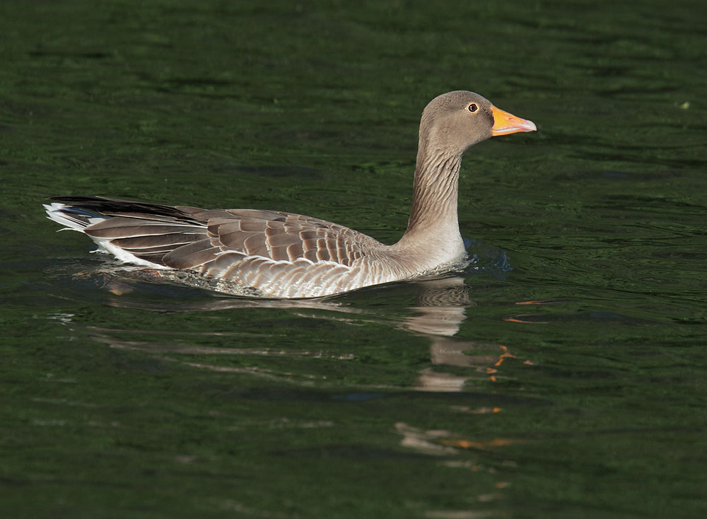 Greylag Goose, 5/14/11, Regent's Park, London