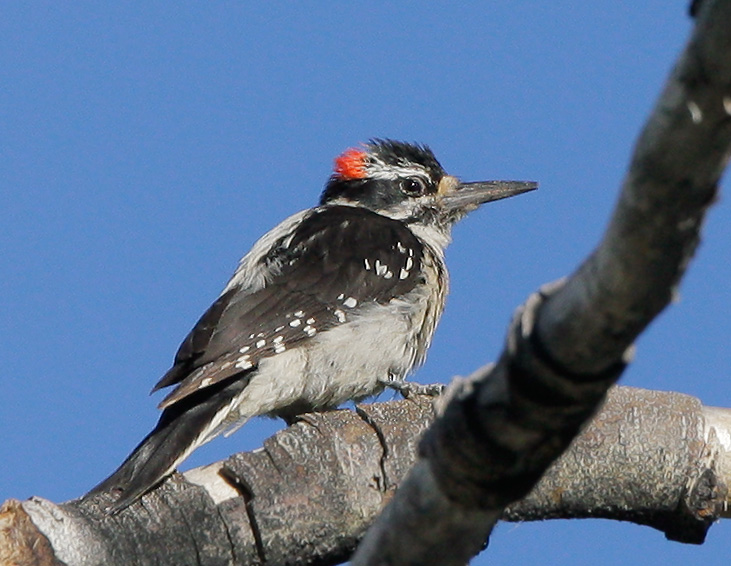 Hairy Woodpecker, male, 7/1/07, Yuba Pass summit, Sierra Co