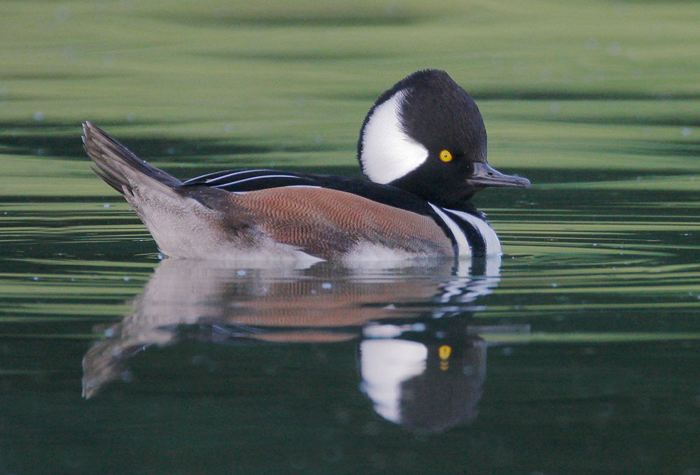 Hooded Merganser, male, 11/15/07, Palo Alto Golf Course, Geng Road