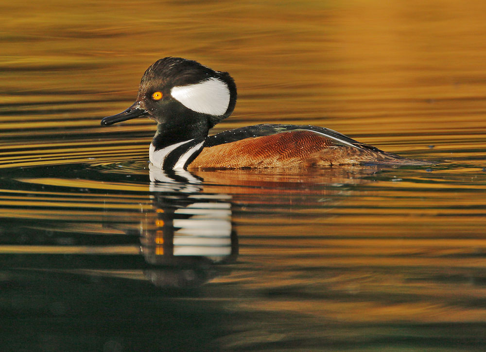 Hooded Merganser, male, 12/30/06, Palo Alto Golf Course, Geng Road
