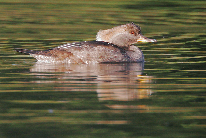 Hooded Merganser, female or juvenile, 12/2/06, Palo Alto Golf Course, Geng Road