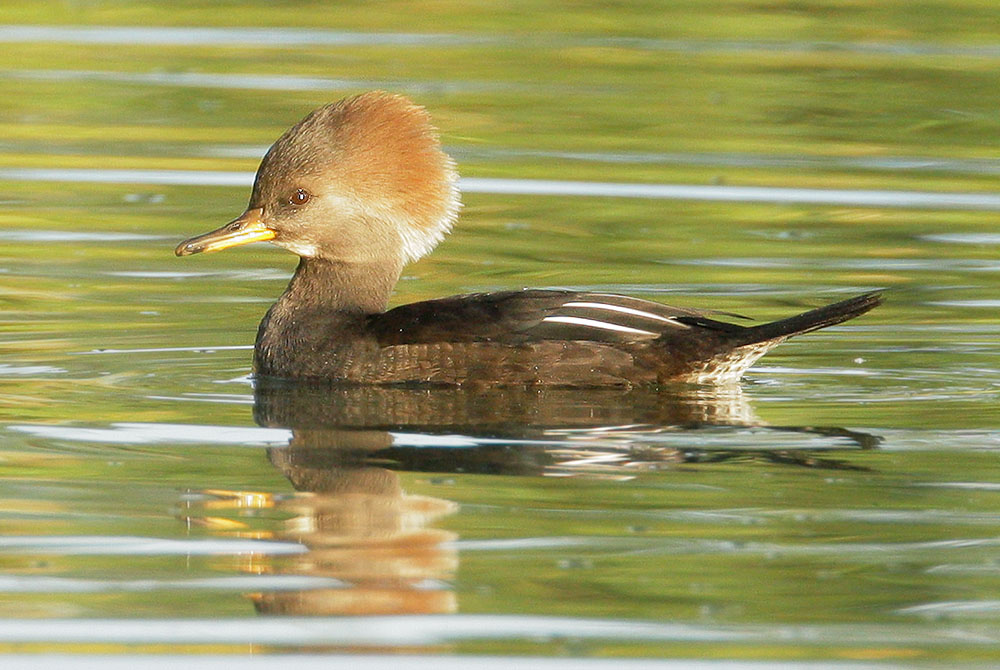 Hooded Merganser, female, 11/19/07, Palo Alto Golf Course, Geng Road 