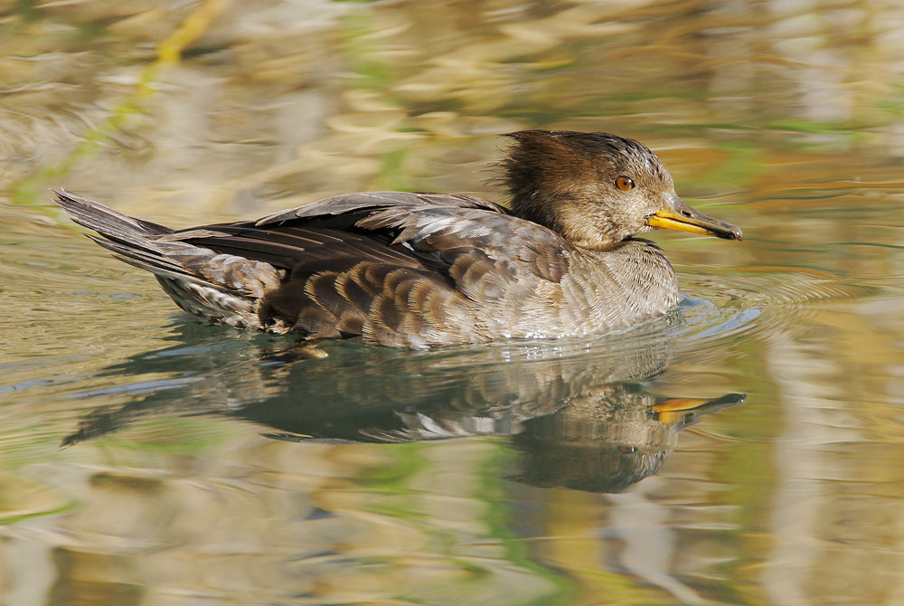 Hooded Merganser, female,&nbsp; 2/11/08, Charleston Road Marsh, Mountain View