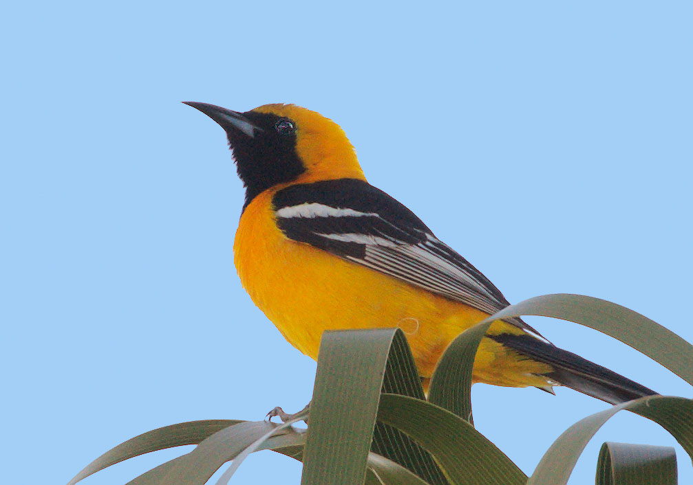 Hooded Oriole, male, 4/6/09, McLellan Ranch Park, Cupertino