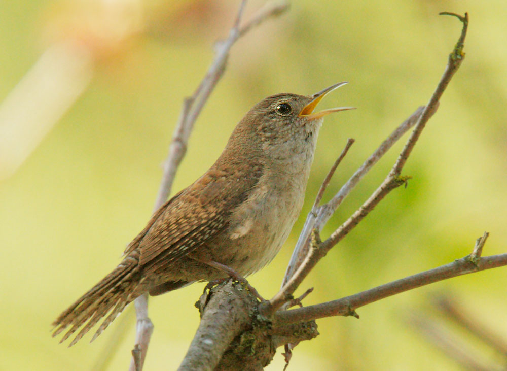House Wren, singing male, 5/10/09, Rancho Canada del Oro