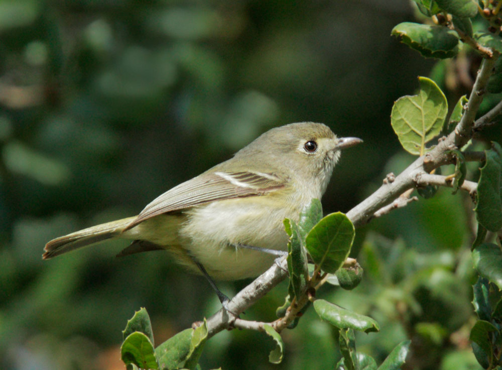 Hutton's Vireo, 2/20/09, Rancho San Antonio