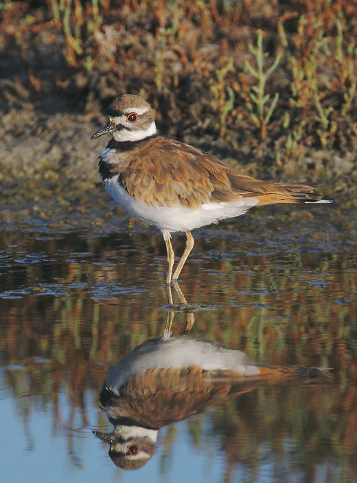 Killdeer, 7/16/06, Edwards NWR, Alviso