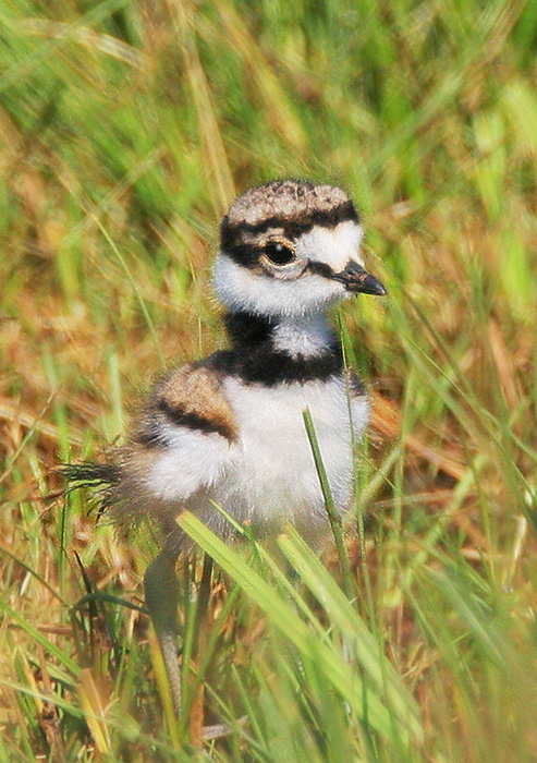 Killdeer, juvenile, 6/26/06, Cemetery Road, Sierraville, Sierra Co