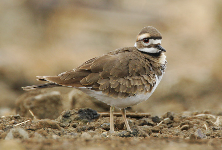 Killdeer, juvenile, 10/15/05, Shoreline Park, Mountain View