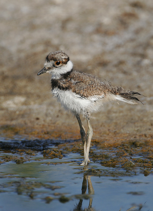 Killdeer, juvenile, 7/23/06, Edwards NWR, Alviso