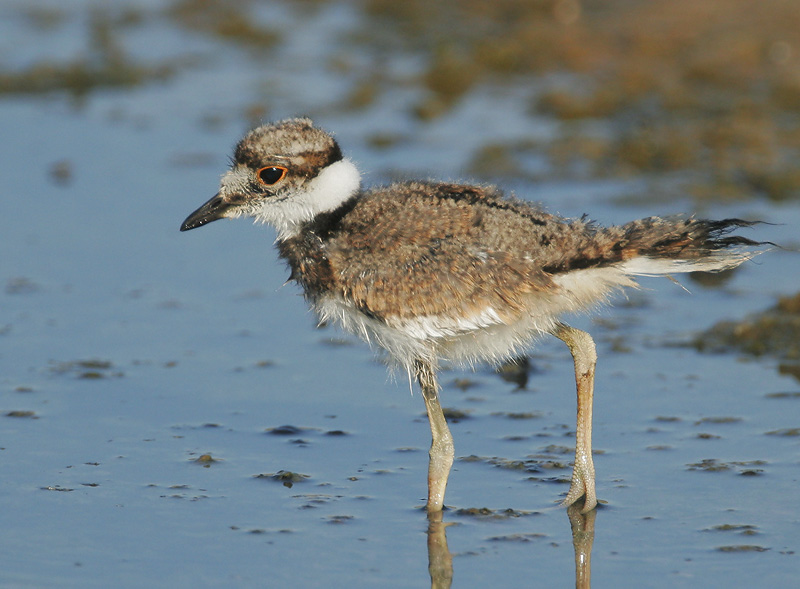 Killdeer, juvenile, 7/23/06, Edwards NWR, Alviso