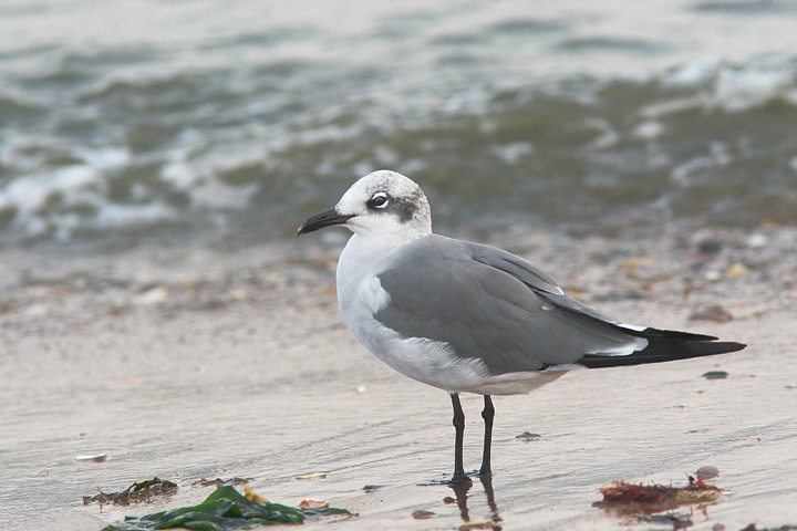 Laughing Gull, adult winter, 9/17/05, Lighthouse Park, New Haven, CT