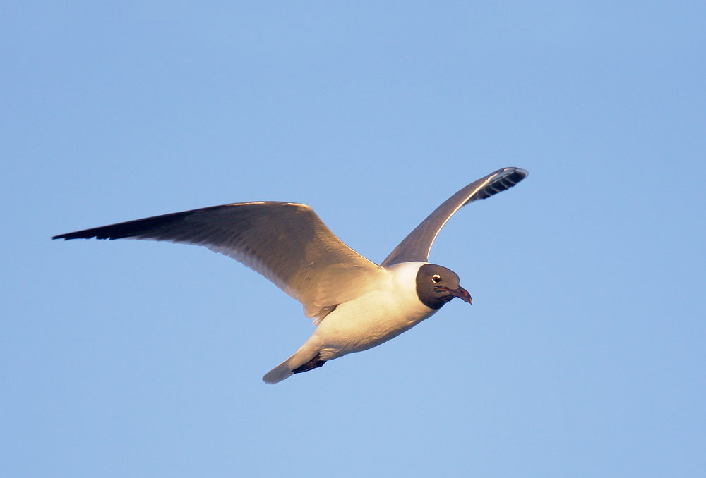 Laughing Gull, flying, 3/21/08, Tampa Bay, FL