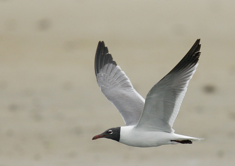 Laughing Gull, 3/23/08, Tampa Bay, FL