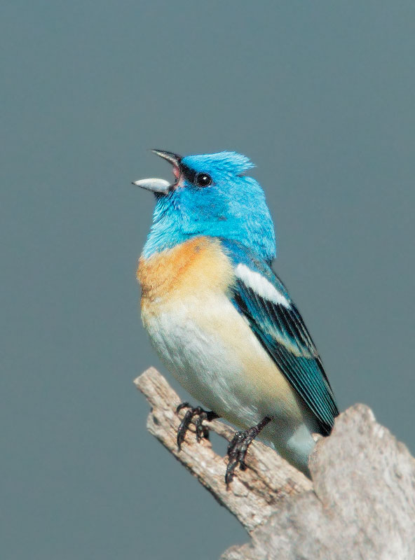 Lazuli Bunting