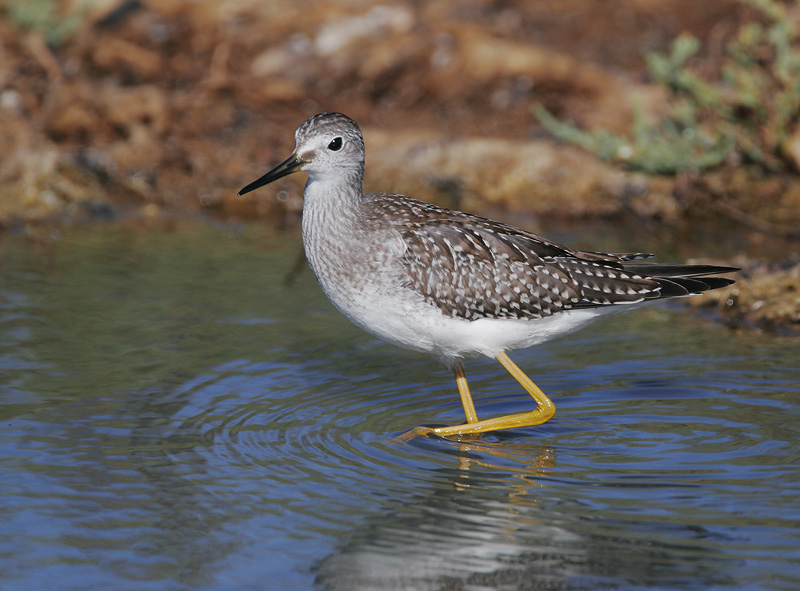 Lesser Yellowlegs, juvenile, 9/15/06, Edwards NWR, Alviso