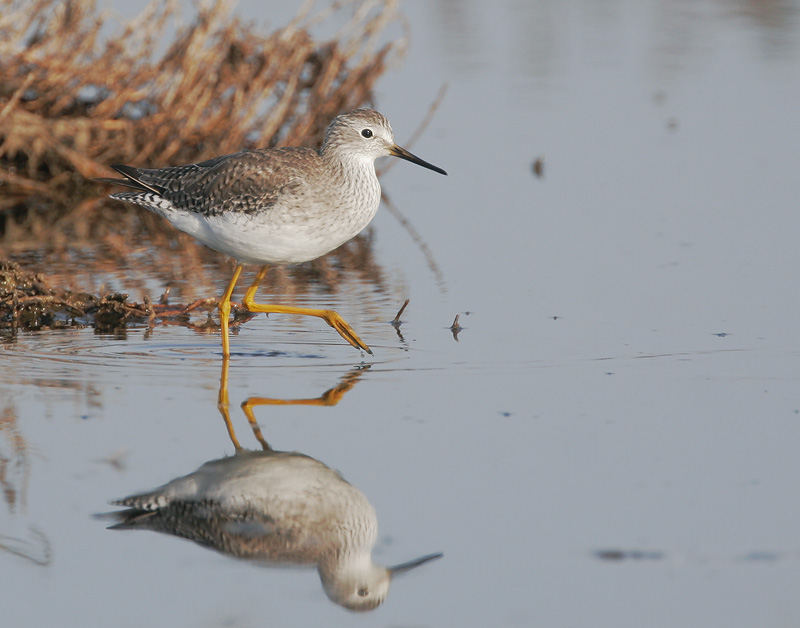 Lesser Yellowlegs,&nbsp; juvenile, 11/6/06, Edwards NWR, Alviso