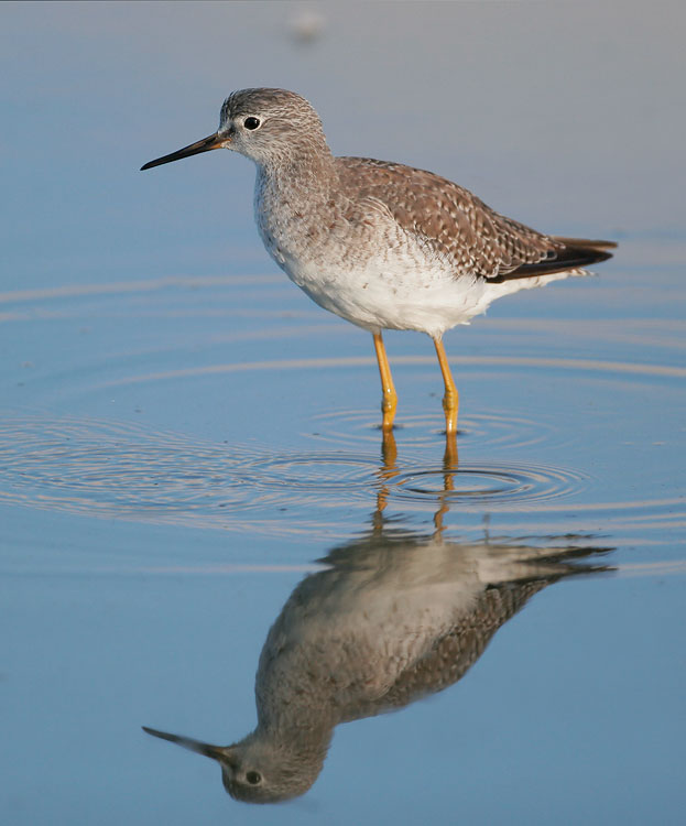 Lesser Yellowlegs, juvenile, 9/15/07, Edwards NWR, Alviso