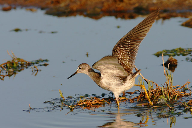Lesser Yellowlegs, juvenile (?) molting, 9/6/04, Edwards NWR, Alviso