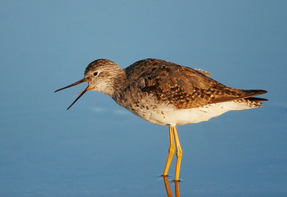 Lesser Yellowlegs, adult molting, 8/6/06, Edwards NWR, Alviso