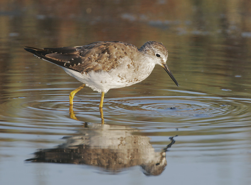 Lesser Yellowlegs, adult Fall molting, 8/6/06, Edwards NWR, Alviso