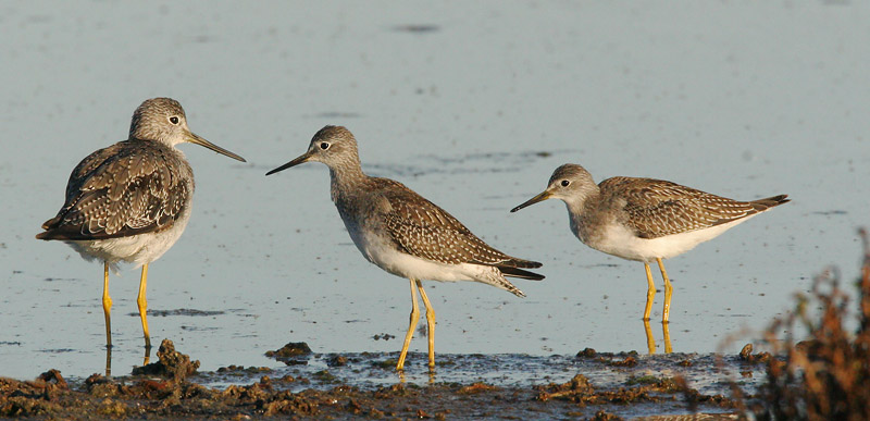 Lesser Yellowlegs (2) with Greater Yellowlegs, winter plumage, 8/31/05, Edwards NWR, Alviso