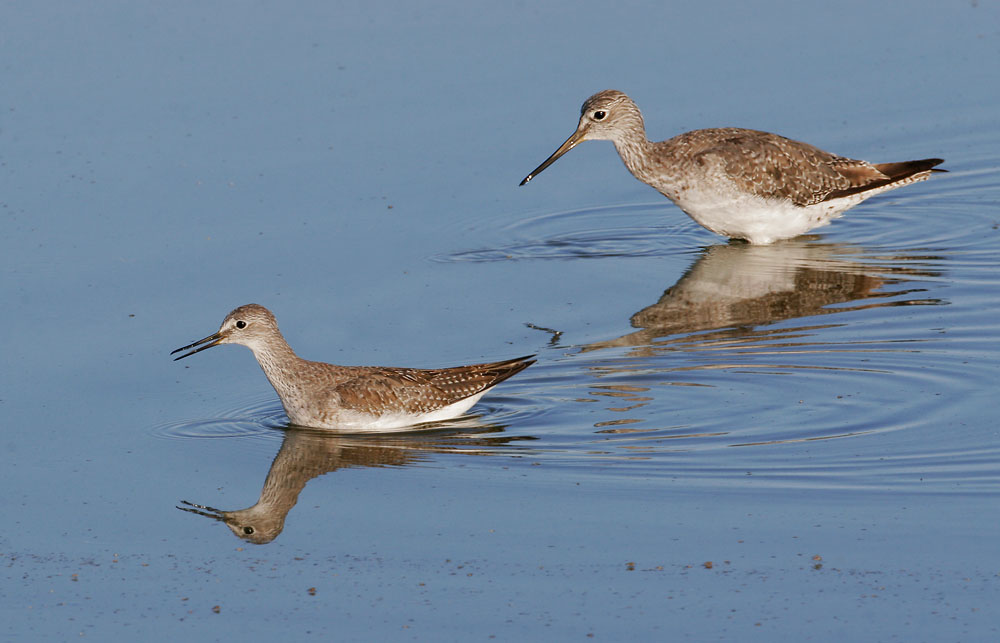 Lesser Yellowlegs, juvenile, with Greater Yellowlegs, 9/3/07, Edwards NWR, Alviso