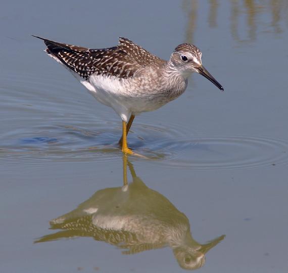 Lesser Yellowlegs, juvenile, 8/8/04, Edwards NWR, Alviso