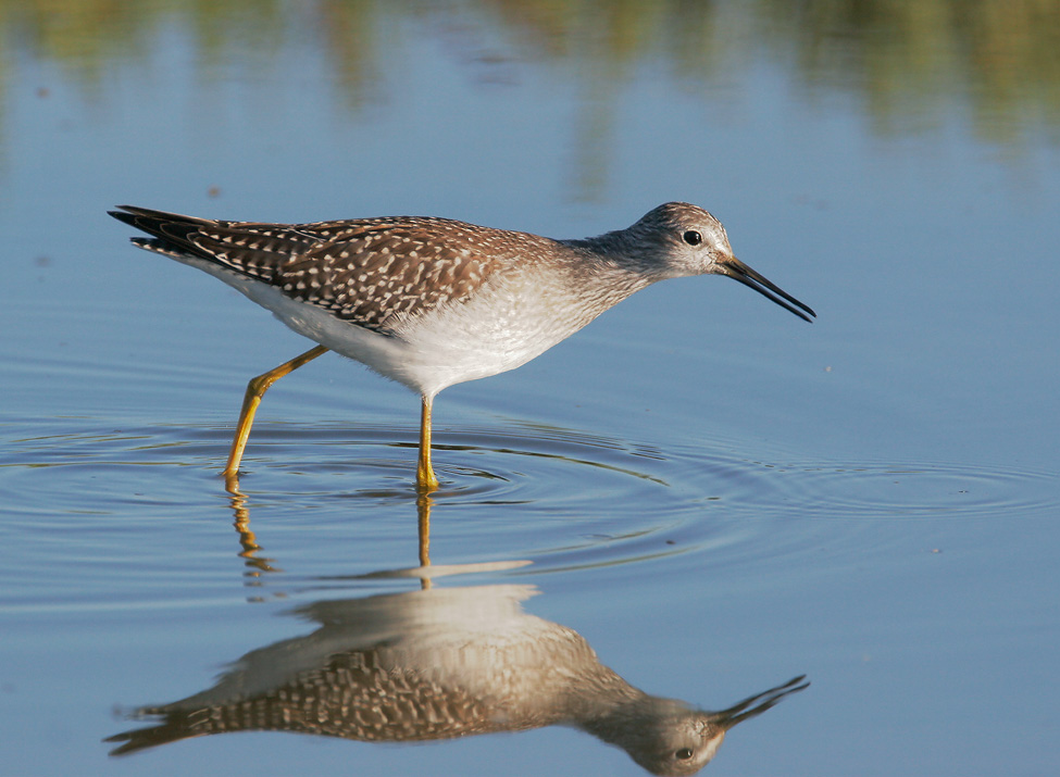 Lesser Yellowlegs, juvenile, 8/18/07, Edwards NWR, Alviso