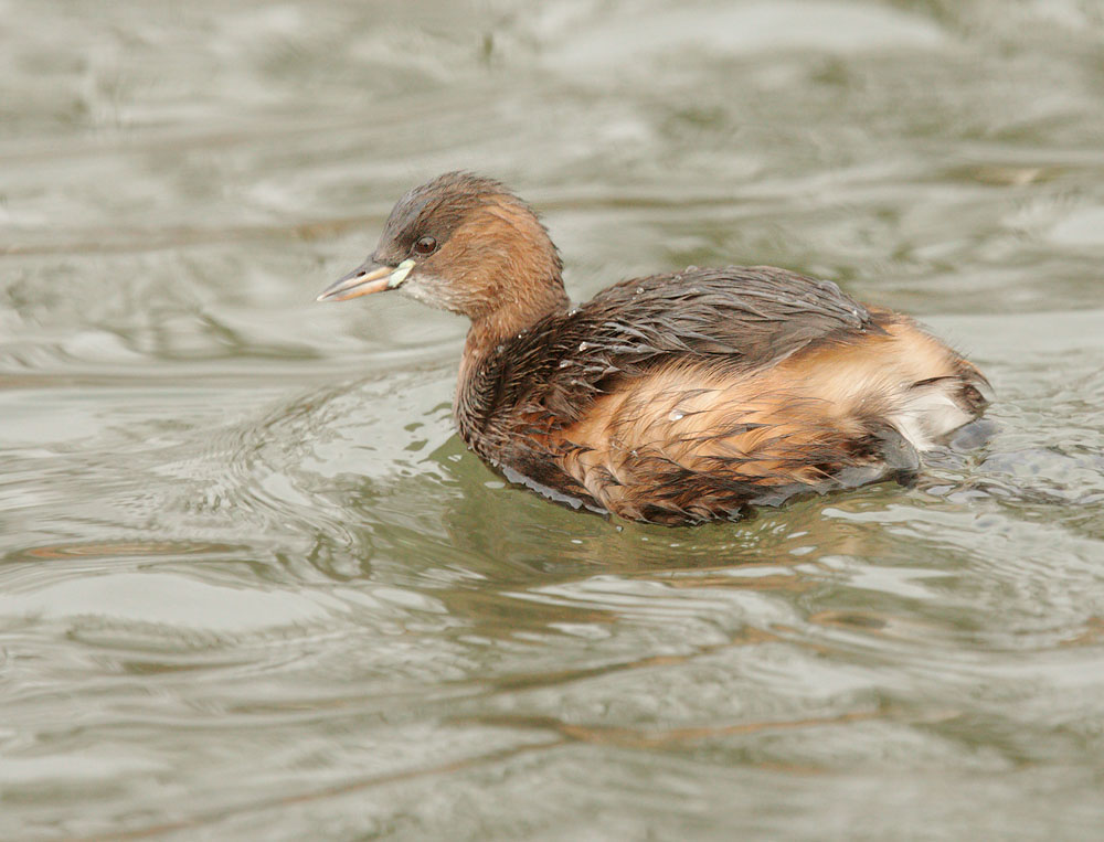 Little Grebe, 12/31/09, Clissold Park, London, UK