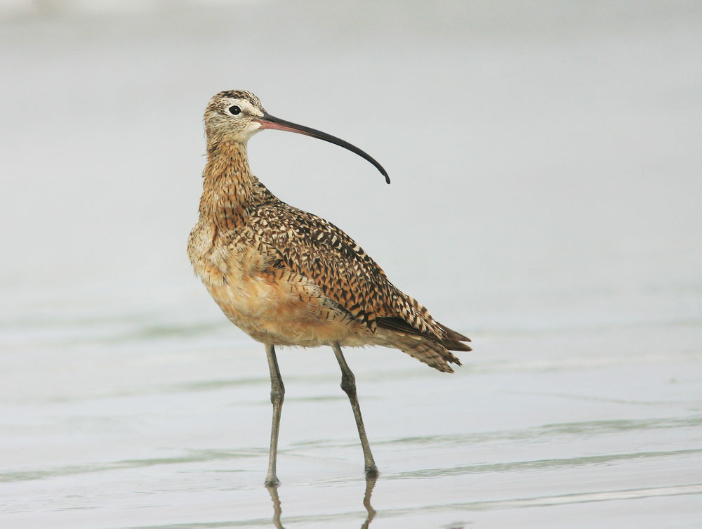 Long-billed Curlew