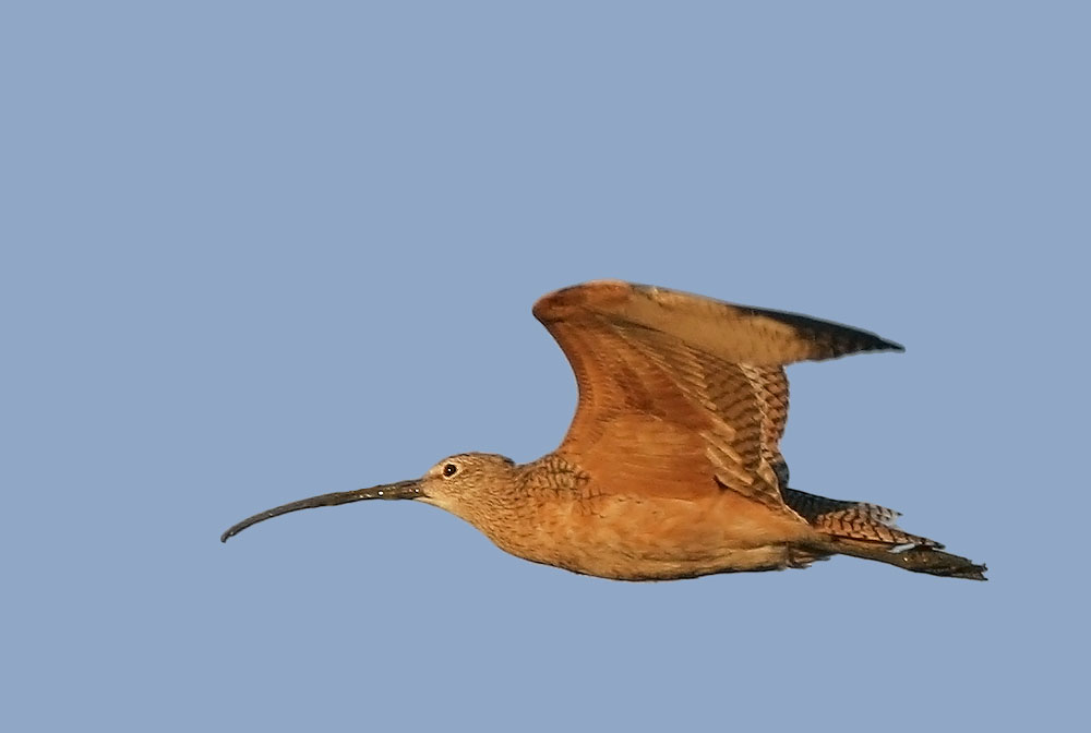 Long-billed Curlew
