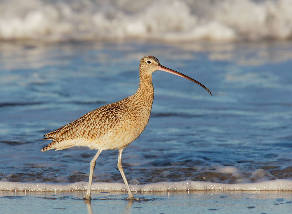 Long-billed Curlew