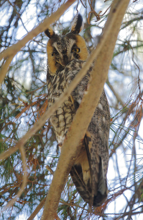 Long-eared Owl, 12/10/07, Mercey Hot Springs, Panoche Hills, Fresno Co