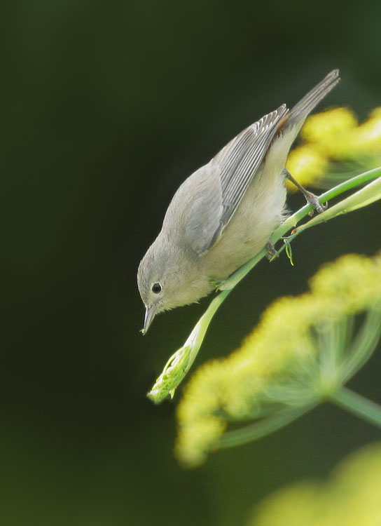 Lucy's Warbler, 10/30/07, Coyote Point, San Mateo Co