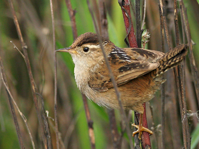Marsh Wren, 4/6/05, Palo Alto Baylands