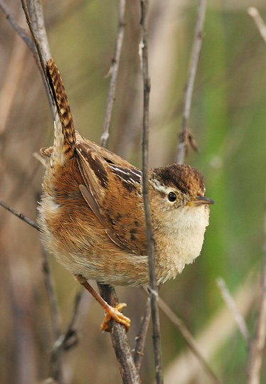 Marsh Wren, 4/6/05, Palo Alto Baylands