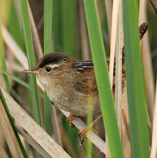 Marsh Wren, 4/6/05, Palo Alto Baylands