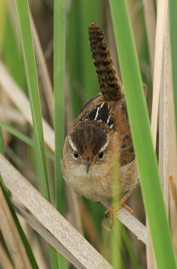 Marsh Wren, 4/6/05, Palo Alto Baylands