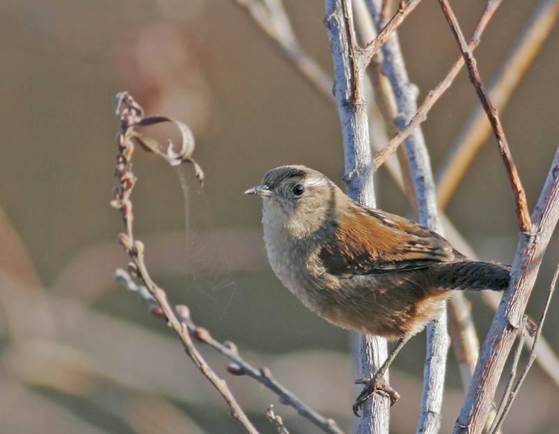 Marsh Wren, 10/7/06, Edwards NWR, Alviso