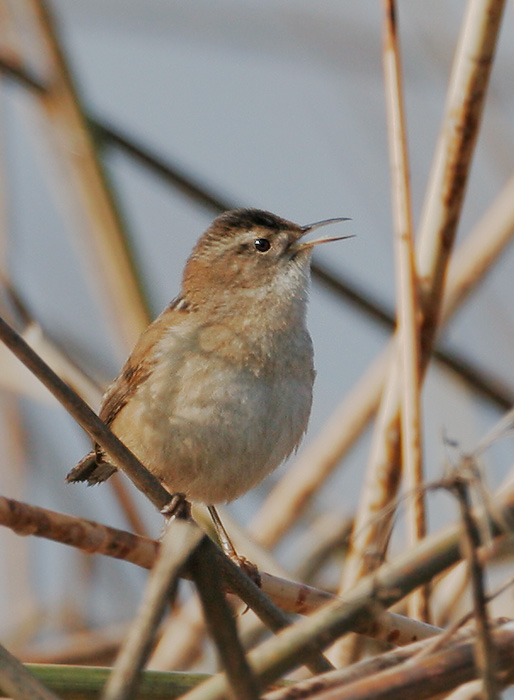 Marsh Wren, 2/3/07, Merced NWR, Merced Co