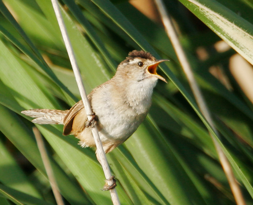Marsh Wren, 5/13/07, Sunnyvale WPCP