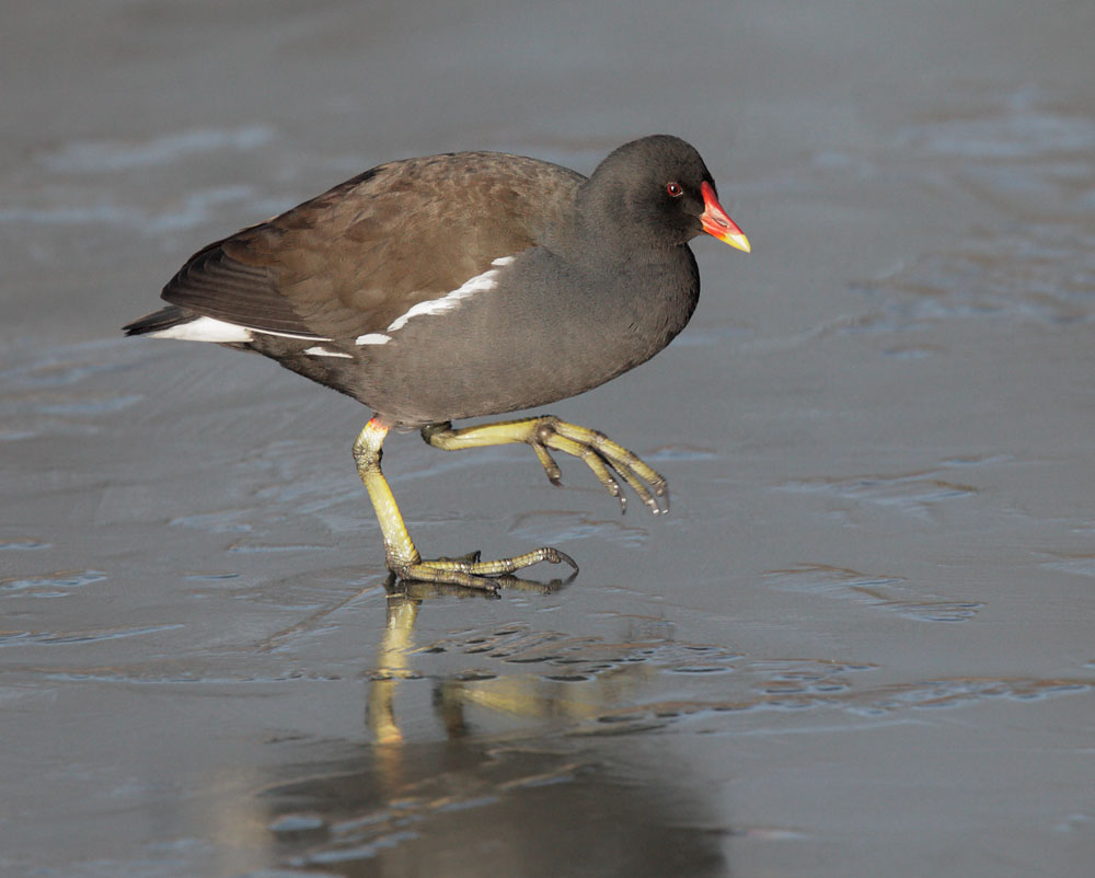 12/28/09, Clissold Park, Hackney,
              London, UK