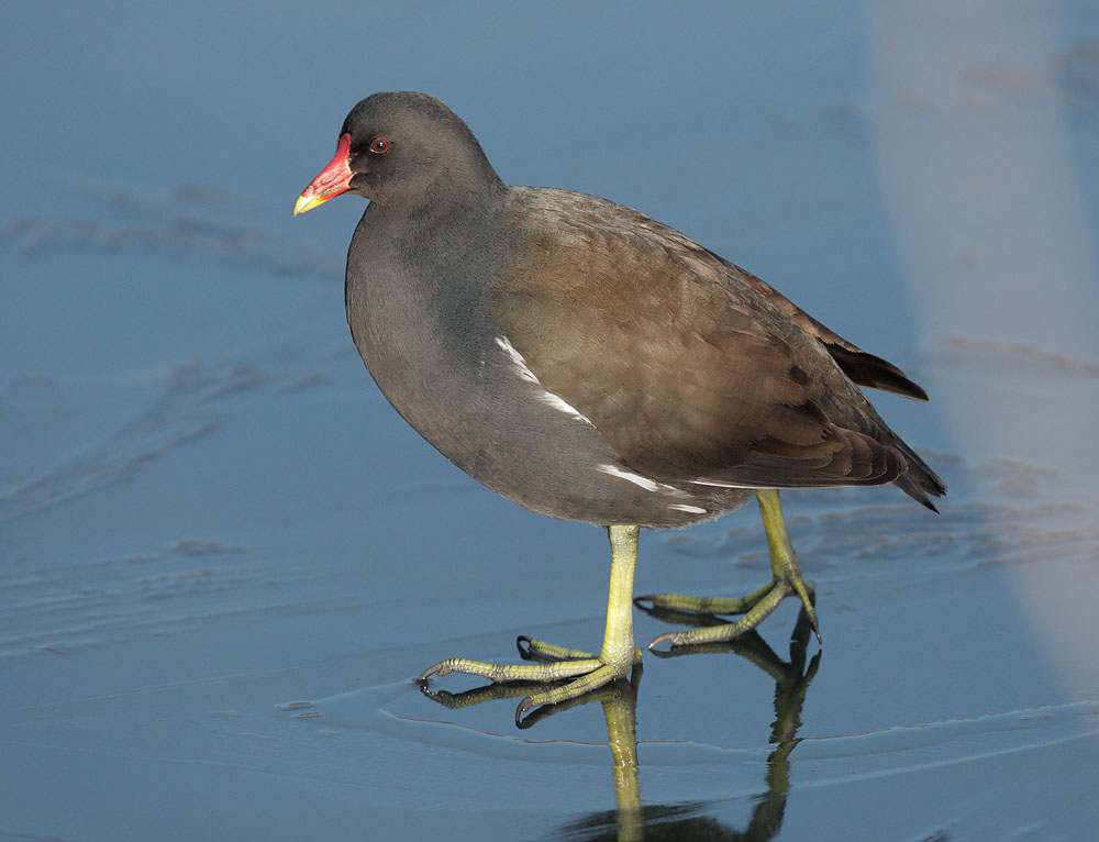 12/28/09, Clissold Park, Hackney,
              London, UK