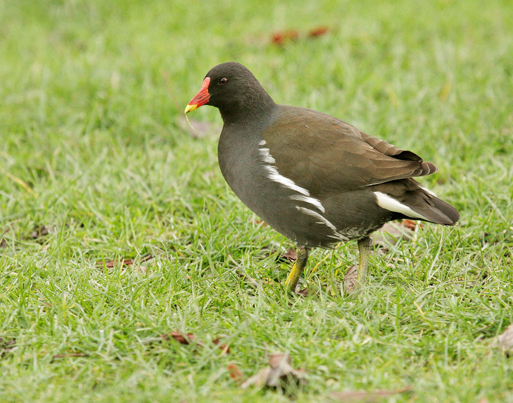 12/31/09, Clissold Park, Hackney,
              London, UK