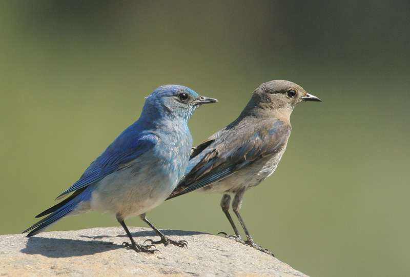 Mountain Bluebirds, pair, 6/26/06, Donner Camp, Nevada Co.